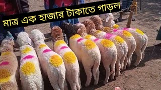 ইন্ডিয়ার একটি হাটে মাত্র এক হাজার টাকাতে গাড়ল ভেড়া পাওয়া যায়। দেখুন সেই ভিডিও//Sheep price..