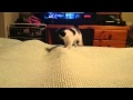 Boo Kitten Chasing Feet