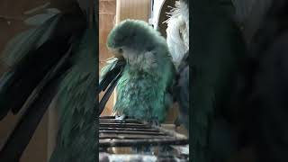 コザクラインコ 水浴び後ピヨちゃん おまけ（サザナミインコ）『週末インコライフ』lovebird Parakeet