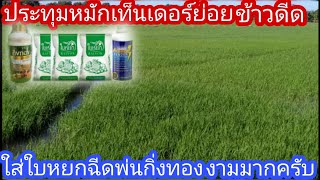 #หมักเท็นเดอร์ย่อยข้าวดีดได้ผลดีมาก #โทร...0988868492...แมนใบหยกครับ