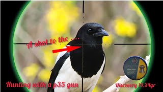 شکار زاغی  | Eurasian magpie hunting | صید العقعق الأوراسی |  airgun  pest control | p35 air rifle |