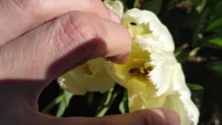 Rescue a honey bee who stuck in beautiful tulip