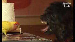 Parrot Torments Dog All Day | Kritter Klub