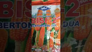 BIBIT JAGUNG BISI 2 KEMASAN 1 KG