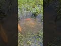 🎣 fishing for life in a desi village a day of traditional fishing in rural life 🌾 lifelens