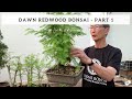 Creating a Dawn Redwood Bonsai - Part 1