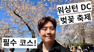 [KOR/ENG] 위싱턴 DC 벚꽃 축제! 벚꽃 구경 추천! 워싱턴 기념탑 링컨 기념관까지! 재미 교포의 추천! 🇺🇸🌸 Washington DC Cherry Blossoms!