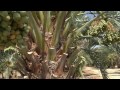 date fruit trees khejur of arabia