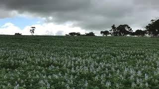 Lupin crops in Western Australia 西澳洲羽扇豆（農作物型魯冰花）#甄妮 #魯冰花 #小提琴 #Lupin #australian_sweet_lupin #crop