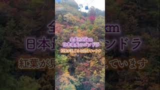 【絶景】湯沢町 #苗場ドラゴンドラ 紅葉がピーク♪ #新潟