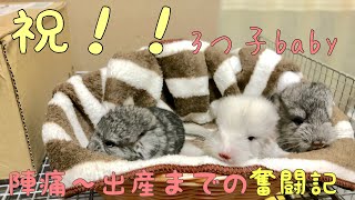 【チンチラ】出産！！陣痛から出産までの奮闘記！！3つ子が生まれた！！