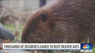 Thousands eager to keep this Massachusetts beaver safe