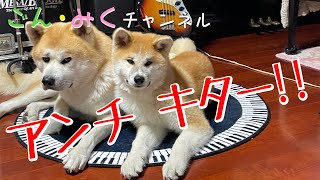 ごん・みくファミリー　お母さんの独り言 【アンチ キター】　秋田犬【ごん・みく チャンネル】