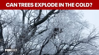 Can trees explode in the cold?