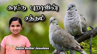 காட்டு புறாவின் சத்தம்  | Jeslin Gethsi Jesudass | Sharjah UAE |