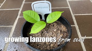 Growing Lanzones from Seeds