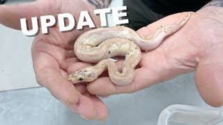 Update On This Crazy 5 Gene Clown Ball python !!