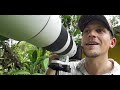 tips for photographing a bird nest red headed barbets in ecuador