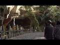 伊達家ゆかりの寺院　松島・瑞巌寺