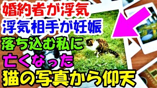 婚約者が浮気、浮気相手が妊娠。落ち込んでも無理に元気を出す私に亡くなった猫の写真から仰天するものが【猫の不思議な話】【朗読】