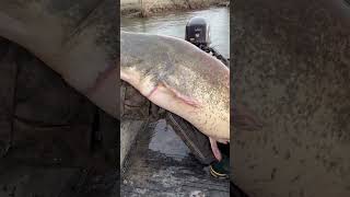 Italienischer MONSTER WELS - Fisch größer als Boot - Welsangeln am Fluss - #catfish #shorts #fishing