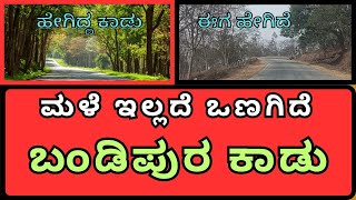 Bandipur Forest | ಮಳೆ ಇಲ್ಲದೆ ಸಂಪೂರ್ಣ ಒಣಗಿದ ಕಾಡು #viralvideo  | V.K.NAIDU