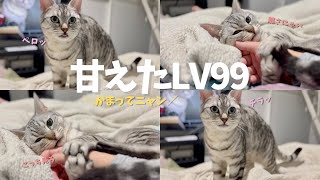 猫を無視してテレビを見続けてたらこうなりました...笑