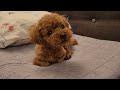 4k eng cc toy poodle waldo jump jump