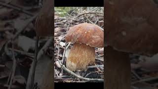 Boletus Reticulatus,