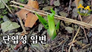 단엽성 잎변 | 서성 | 두 무더기