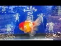 金魚 賞魚閣出品