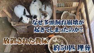 多頭飼育崩壊発覚！約50匹の赤ちゃんウサギの死がい見つかる…ウサギ年の悲劇はなぜ起きた？