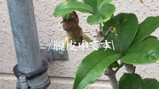 庭でひっくり返って弱っていた蝉を拾って植木鉢に置いた