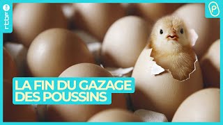 Oeufs ovosexés : la fin du gazage des poussins vivants - On n'est pas des Pigeons