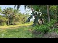 classical music degung sunda wedding view of rice fields with failure to harvest