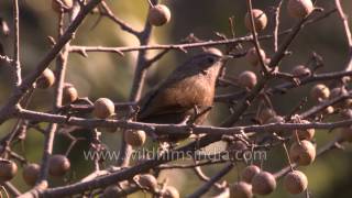 Streaked Laughing Thrush - one of the most common Himalayan birds