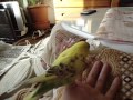 セキセイインコ　ペコ　紙遊び