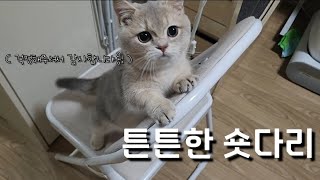 튼튼한 숏다리의 고양이