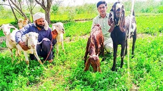 Desi Nagri And Teddy Goats For Sale Contact - 0305-3594714