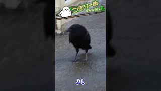 この鳥！〇〇した