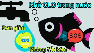 Khử CLO trong nước bể cá | Đơn giản, không tốn kém | Lưu ý khi thêm nước vào bể cá