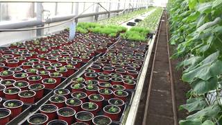 A visit to the Lufa Farms greenhouse