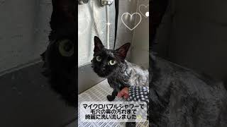 ミックス LUNAちゃん🐱トリミング+マイクロバブルご利用🐾#猫 #cat