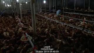 Ayam petelur umur 57 hari Jinggo farm