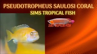 Sims Tropical Fish - Pseudotropheus Saulosi Coral