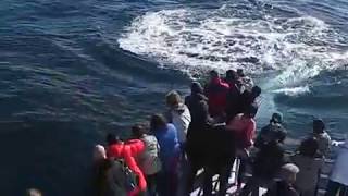 Bryde's whale lunge feeds infront of whale watchers! | Auckland Whale \u0026 Dolphin Safari