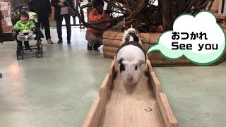 モルモットが橋を渡って帰るGuinea pig bridge