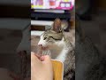 猫にマタタビあげてみた