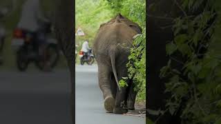 #Sathyamangalam  #Tiger #Reserve | #elephants on ghat road | #wildlife - Full Video in #cjwildvlogs