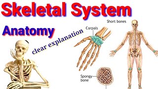 Skeletal System Anatomy ስርዐተ - አጥንት 🦴ክፍል 1 #anatomy #Bone